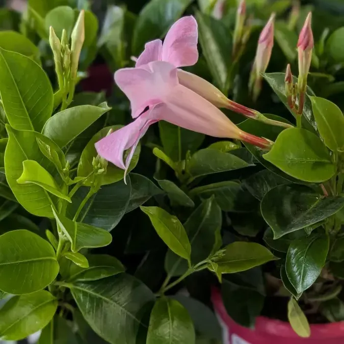 DIPLADENIA-JARDINIERE à partir de 12€50 DIPLADENIA-JARDINIERE à partir de 12€50
