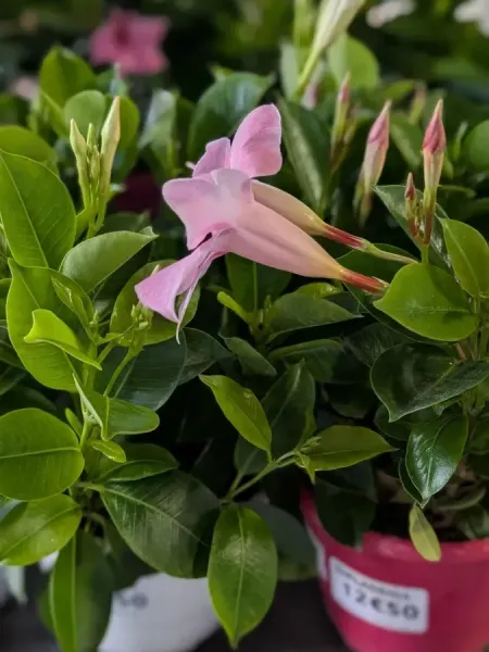 DIPLADENIA-JARDINIERE à partir de 12€50 DIPLADENIA-JARDINIERE à partir de 12€50