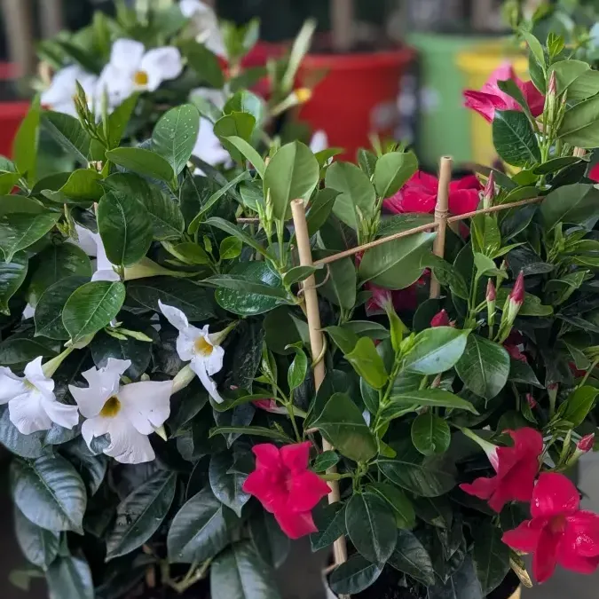 DIPLADENIA DIPLADENIA