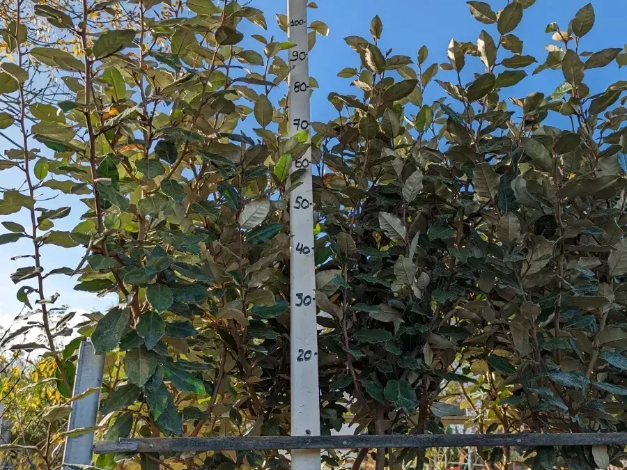 ELEAGNUS-EBBEINGI de 1 à 4 = 9€90 l'unité et 5 et plus = 8€50 ELEAGNUS-EBBEINGI de 1 à 4 = 9€90 l'unité et 5 et plus = 8€50