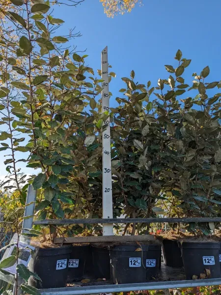 ELEAGNUS-EBBEINGI de 1 à 4 = 9€90 l'unité et 5 et plus = 8€50 ELEAGNUS-EBBEINGI de 1 à 4 = 9€90 l'unité et 5 et plus = 8€50