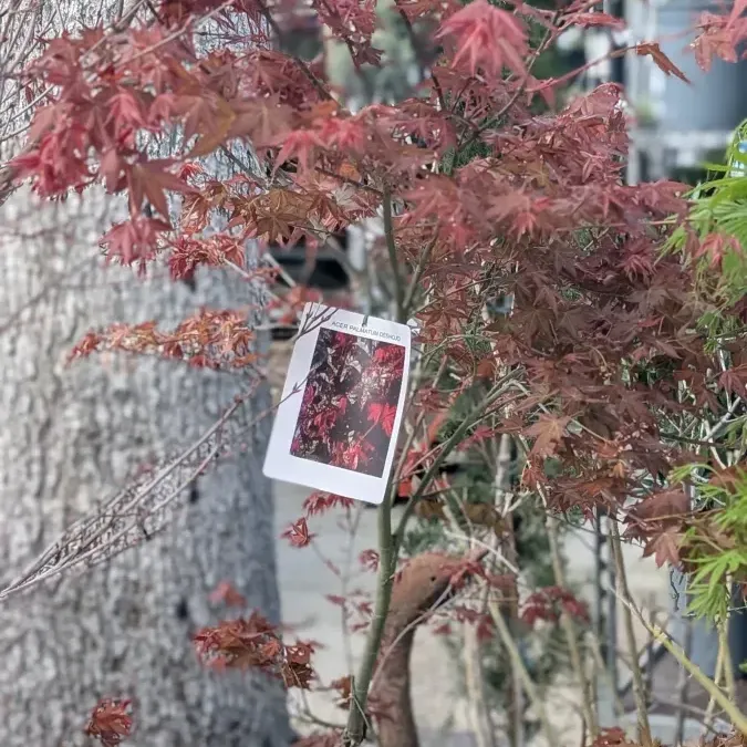 ERABLE-DU-JAPON- ERABLE-DU-JAPON-