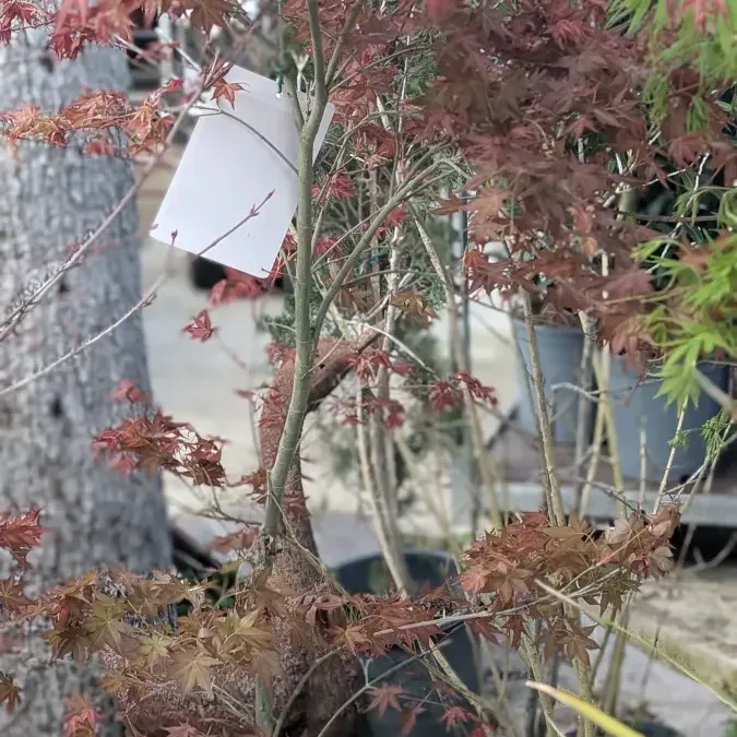 ERABLE-DU-JAPON-XL ERABLE-DU-JAPON-XL