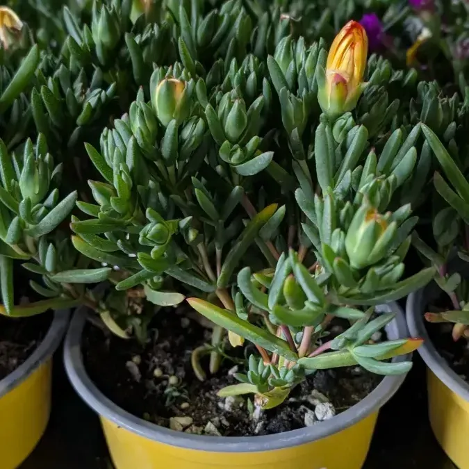 FICOIDE-JAUNE 6€50 FICOIDE-JAUNE 6€50