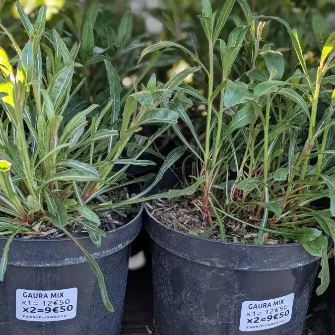 GAURA-LINDHEIMER GAURA-LINDHEIMER