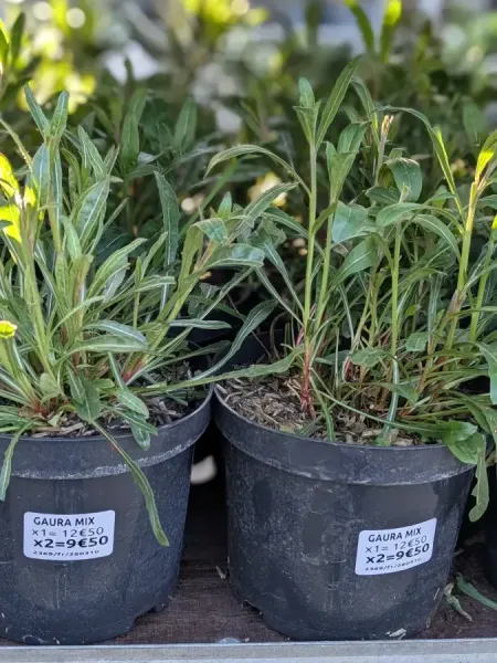 GAURA-LINDHEIMER GAURA-LINDHEIMER