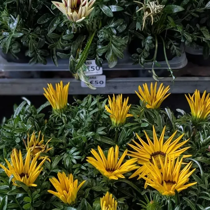 GAZANIA 6€50 GAZANIA 6€50