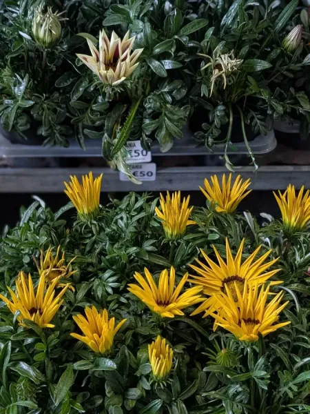GAZANIA 6€50 GAZANIA 6€50