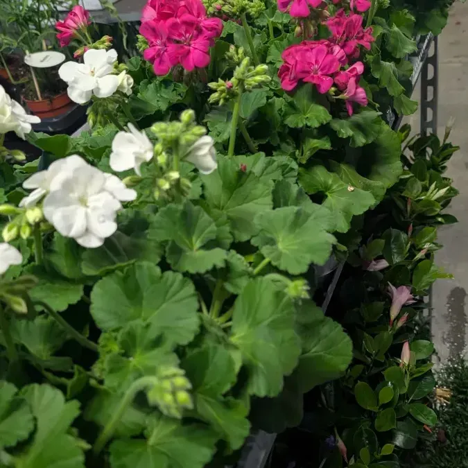 GERANIUM-ZONAL 5€ GERANIUM-ZONAL 5€