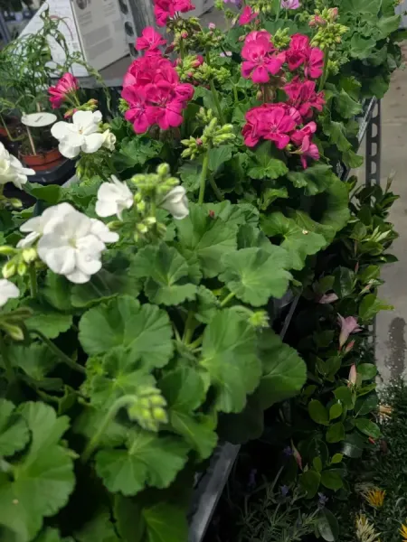 GERANIUM-ZONAL 5€ GERANIUM-ZONAL 5€
