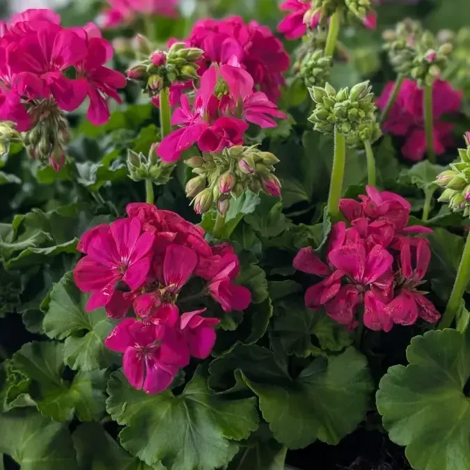 GERANIUMS 5€ GERANIUMS 5€