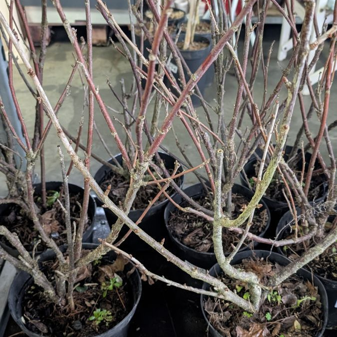 GROSEILLER-JONKER VAN TETS 14€ GROSEILLER-JONKER VAN TETS 14€