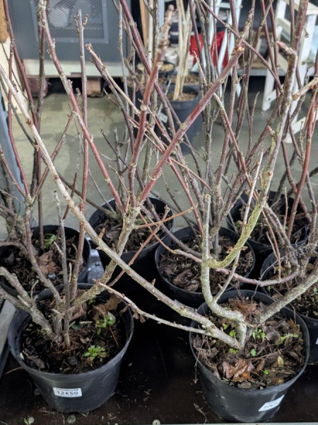 GROSEILLER-JONKER VAN TETS 14€ GROSEILLER-JONKER VAN TETS 14€