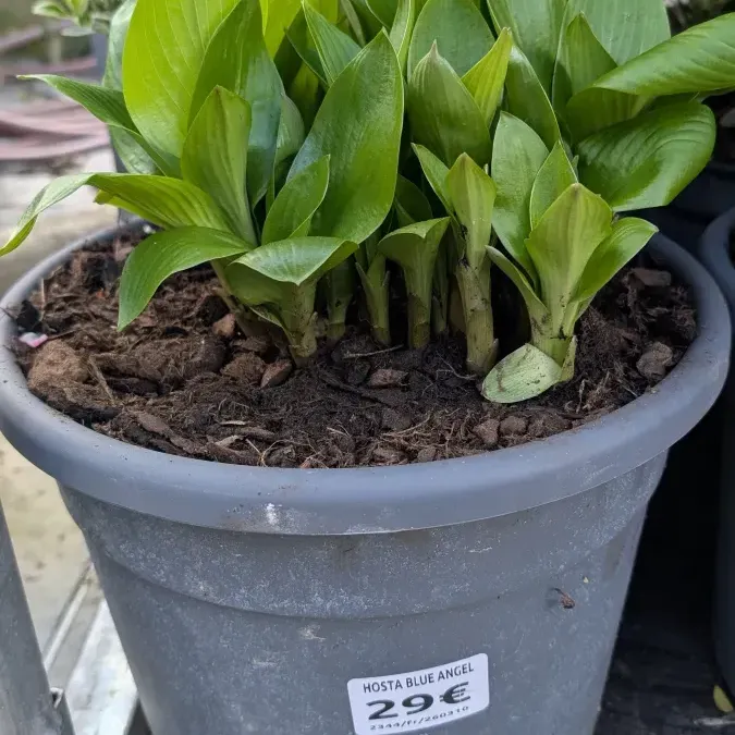 HOSTA-BLUE-ANGEL dès 15€ HOSTA-BLUE-ANGEL dès 15€