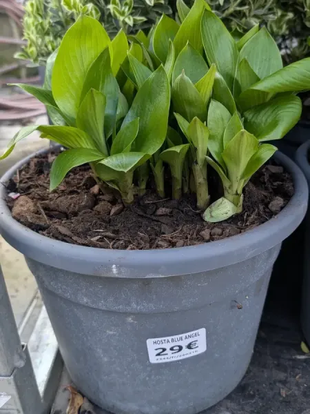 HOSTA-BLUE-ANGEL dès 15€ HOSTA-BLUE-ANGEL dès 15€