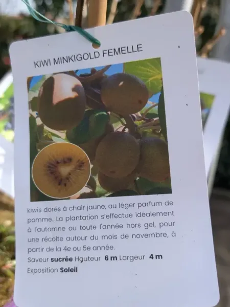 KIWI-JAUNE KIWI-JAUNE