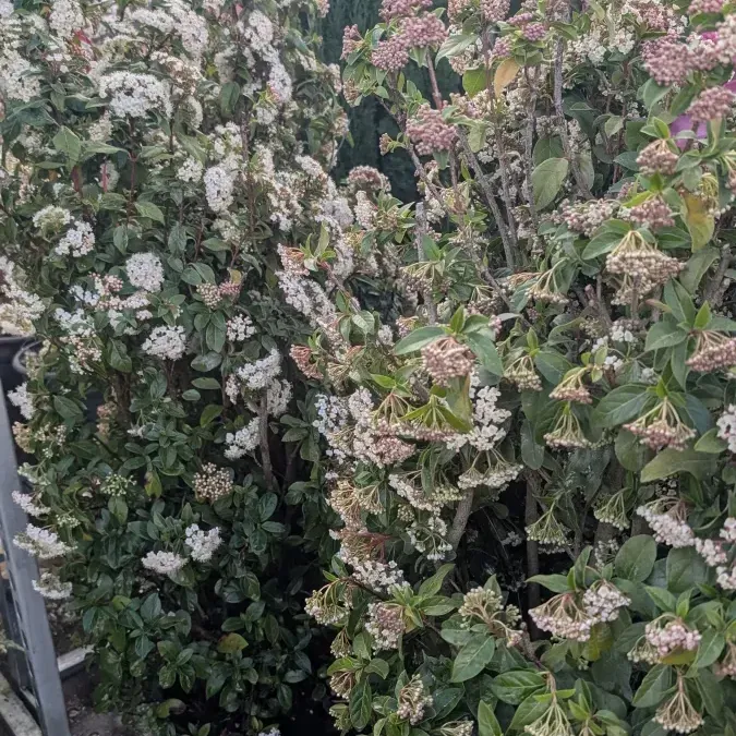 LAURIER-TIN-XL 49€ LAURIER-TIN-XL 49€