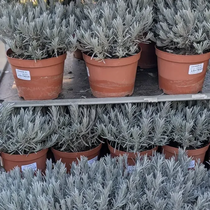 LAVANDE-XL à l'unité 9€90 à partir de 3 à l'unité 7€50 LAVANDE-XL à l'unité 9€90 à partir de 3 à l'unité 7€50