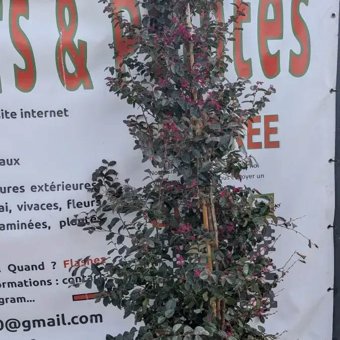 LOROPETALUM-EXTRA- LOROPETALUM-EXTRA-