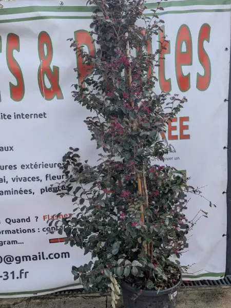 LOROPETALUM-EXTRA- LOROPETALUM-EXTRA-