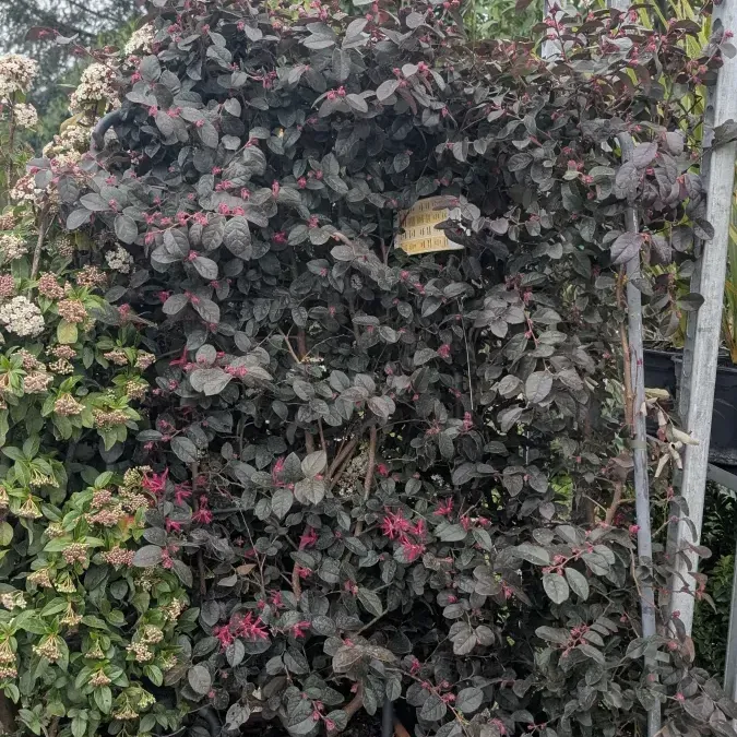 LOROPETALUM-EXTRA LOROPETALUM-EXTRA