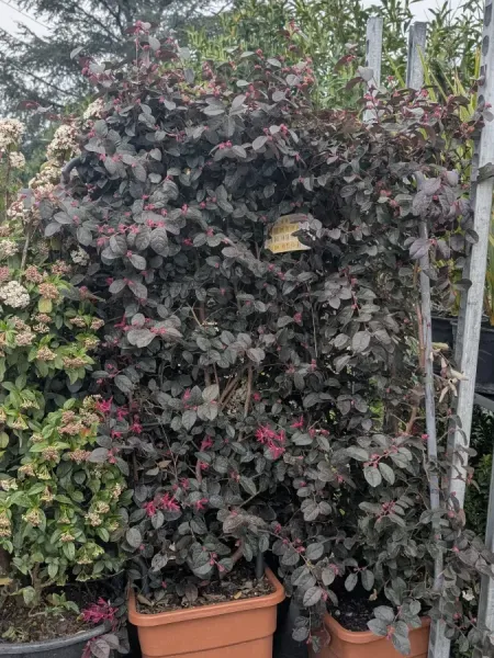 LOROPETALUM-EXTRA LOROPETALUM-EXTRA