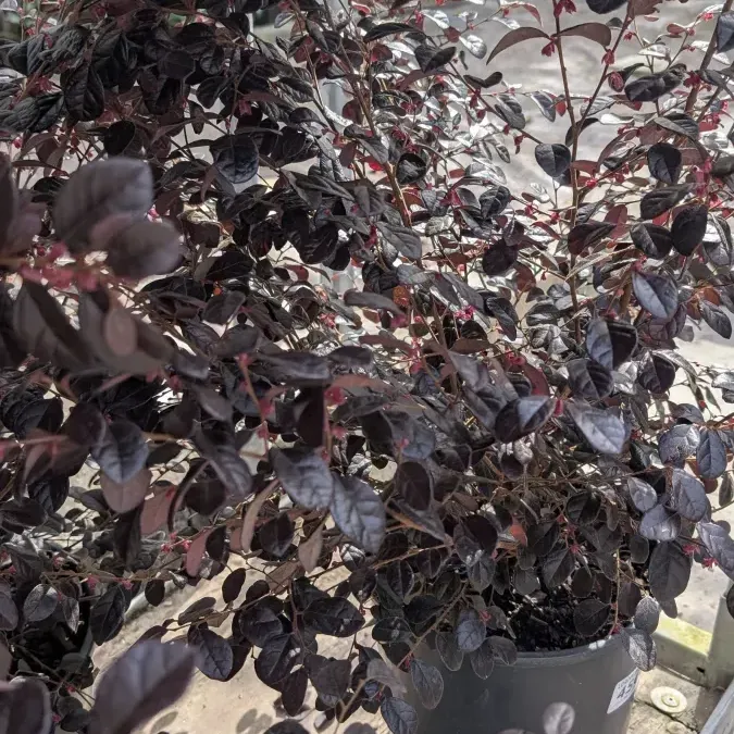 LOROPETALUM 45€ LOROPETALUM 45€