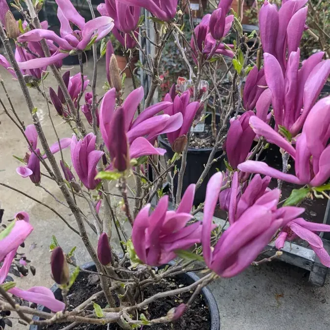 MAGNOLIA-SUSAN dès 19€90 MAGNOLIA-SUSAN dès 19€90