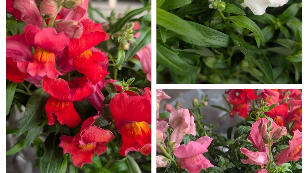 MUFLIER Gueule de Loup 6€50 MUFLIER Gueule de Loup 6€50