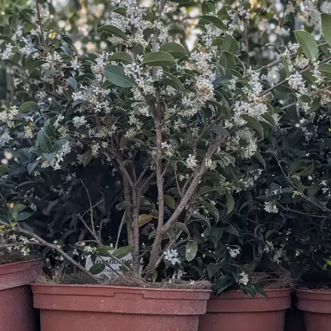 OSMANTHUS-PARFUME 16€ OSMANTHUS-PARFUME 16€