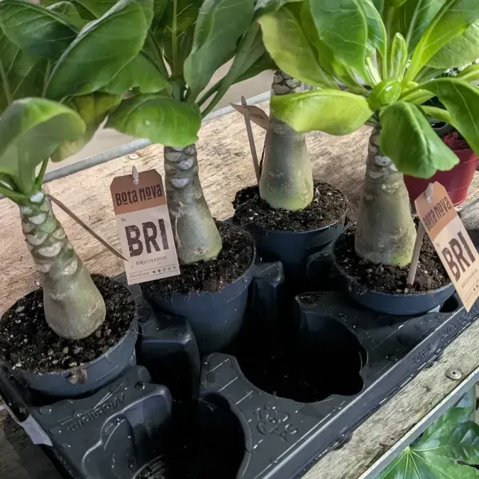 PALMIER-HAWAIEN 19€ PALMIER-HAWAIEN 19€