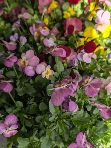 PENSEE - cornuta viola PENSEE - cornuta viola