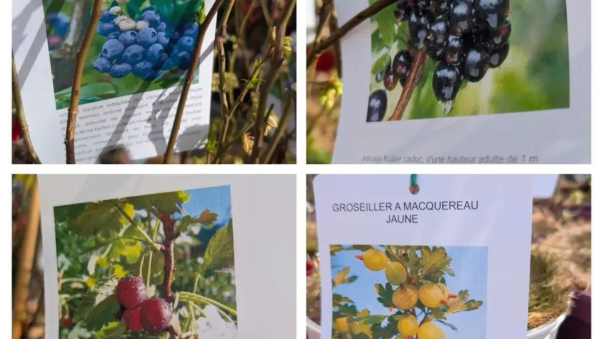 PETIT-FRUITS-JARDIN-GOURMAND à partir de 12€50 PETIT-FRUITS-JARDIN-GOURMAND à partir de 12€50