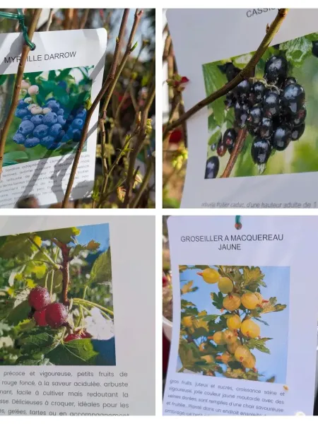 PETIT-FRUITS-JARDIN-GOURMAND à partir de 12€50 PETIT-FRUITS-JARDIN-GOURMAND à partir de 12€50