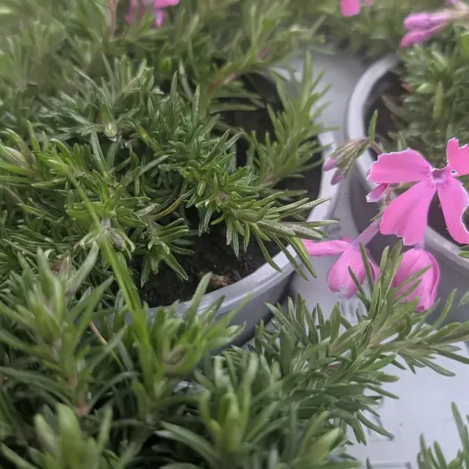 PHLOX-COUVRE-SOL PHLOX-COUVRE-SOL