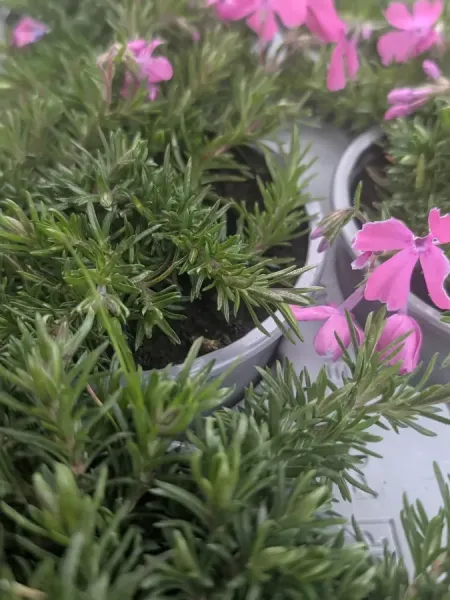 PHLOX-COUVRE-SOL PHLOX-COUVRE-SOL