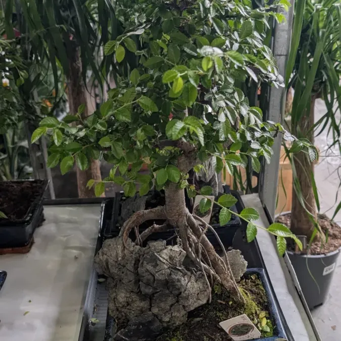 BONSAI ZELKOVA BONSAI ZELKOVA