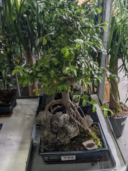 BONSAI ZELKOVA BONSAI ZELKOVA