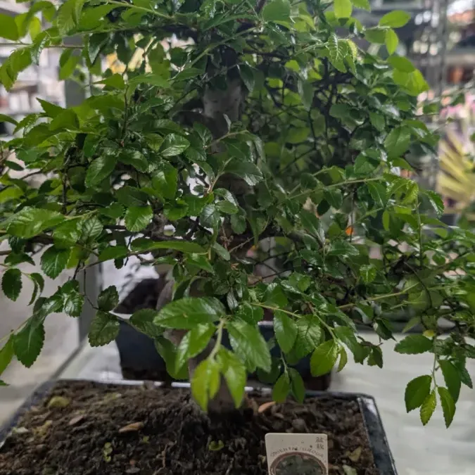 BONSAI ZELKOVA BONSAI ZELKOVA