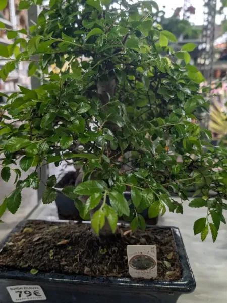 BONSAI ZELKOVA BONSAI ZELKOVA
