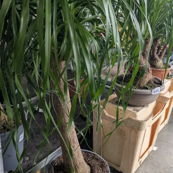 BEAUCARNEA GROS TRONC - 100 cm BEAUCARNEA GROS TRONC - 100 cm