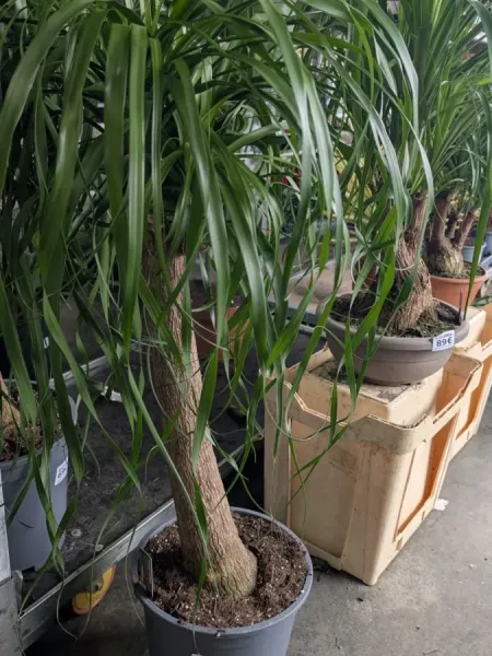BEAUCARNEA GROS TRONC - 100 cm BEAUCARNEA GROS TRONC - 100 cm