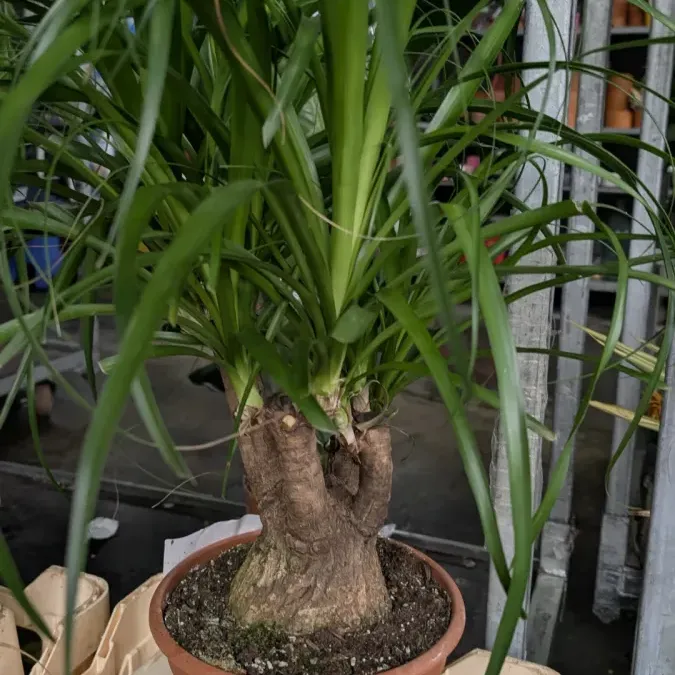 BEAUCARNEA VIEUX PIED BEAUCARNEA VIEUX PIED