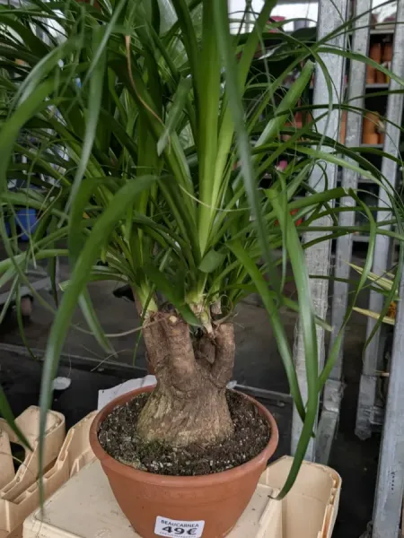 BEAUCARNEA VIEUX PIED BEAUCARNEA VIEUX PIED