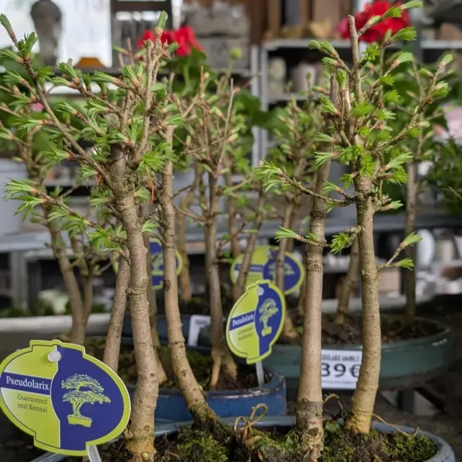 BONSAI PSEUDOLARIX BONSAI PSEUDOLARIX
