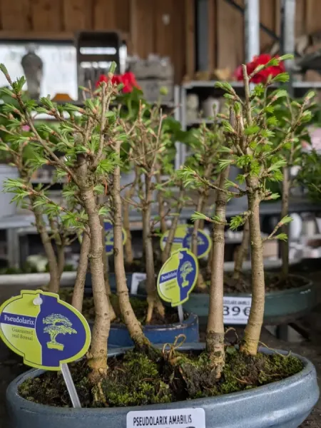 BONSAI PSEUDOLARIX BONSAI PSEUDOLARIX
