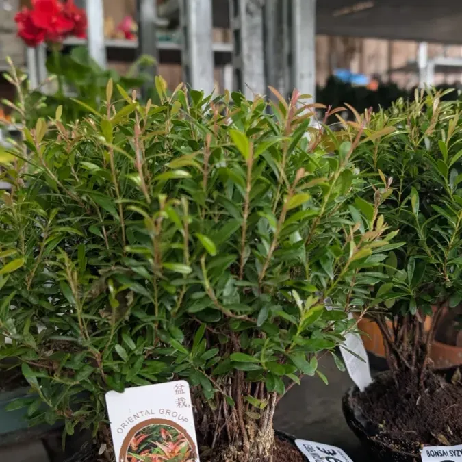 Bonsaï Syzygium buxifolium Bonsaï Syzygium buxifolium