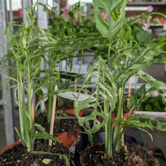 MONSTERA OBLICA PERU - 12€50 MONSTERA OBLICA PERU - 12€50