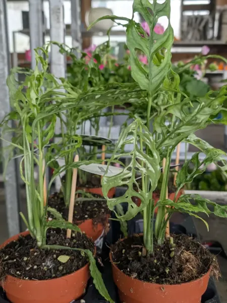 MONSTERA OBLICA PERU - 12€50 MONSTERA OBLICA PERU - 12€50