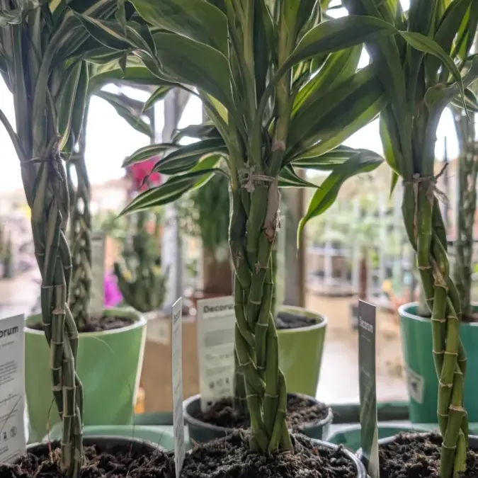 DRACAENA LUCKY STICK DRACAENA LUCKY STICK